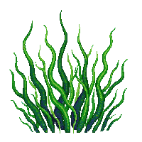 seaweed green underwater ocean kelp flowing