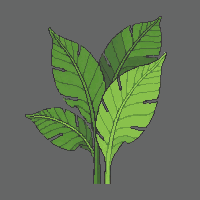 single banana leaf green large broad tropical