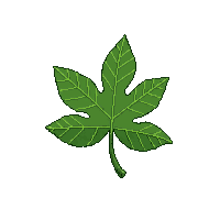 single birch leaf green small round serrated