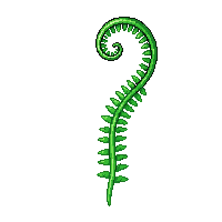 single fern frond green curled spiral young