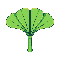 single ginkgo leaf green fan shaped unique