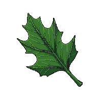 single holly leaf green spiky glossy dark