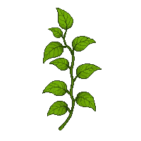 single ivy leaf green pointed climbing vine