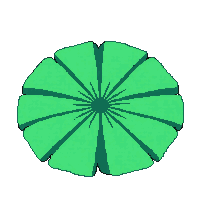 single lotus leaf green round flat water