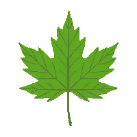 single maple leaf green summer five pointed