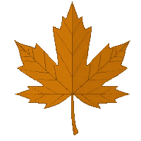 single maple leaf orange autumn five pointed