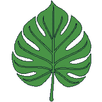 single monstera leaf green large split tropical