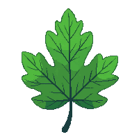 single oak leaf green lobed classic shape
