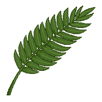 single palm frond green long tropical fan