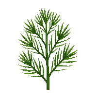 single pine needle cluster green thin sharp