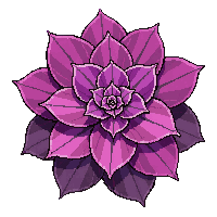 succulent rosette purple red compact fat leaves
