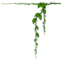 vine hanging green trailing down long tendril