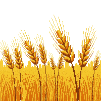 wheat stalks golden ripe grain field crop