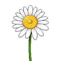 white daisy flower yellow center green stem