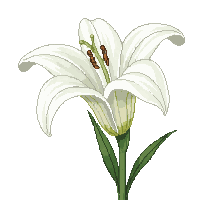 white lily flower large open trumpet shaped