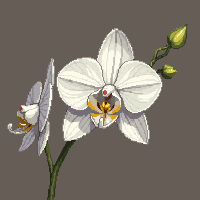 white orchid flower exotic elegant curved petals