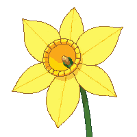 yellow daffodil flower trumpet center star petals