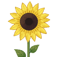 yellow sunflower large round brown center tall