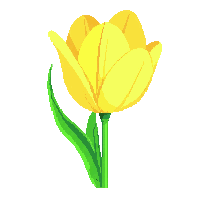 yellow tulip bloom cup shaped green stem