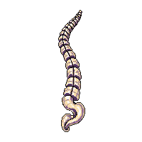 horizontal divider bone spine vertebrae white