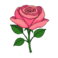 rose bouquet