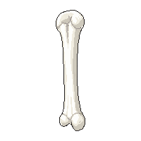 bone single white femur long