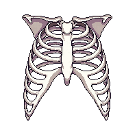 rib cage white bones curved