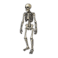 skeleton standing full body white bones