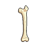 femur bone leg bone 005 2026 02 20t21 42 17