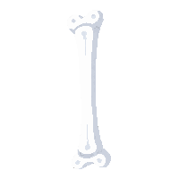 femur bone leg bone 010 v2 2026 02 20t21 42 17