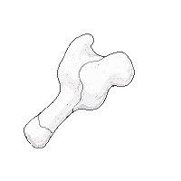 bone fragment white cracked sharp piece