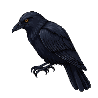 raven perched black bird dark feathers