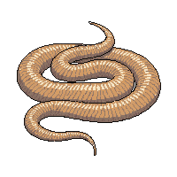 snake skin shed pattern tan coiled