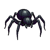 spider large black hairy eight legs