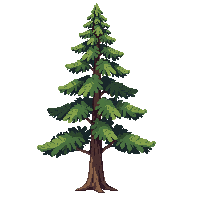 japanese cedar tall evergreen straight trunk