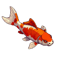 koi fish orange white swimming pond elegant