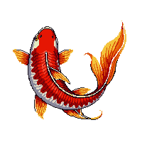 koi fish red golden large graceful tail