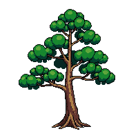 pine tree japanese shaped layered branches
