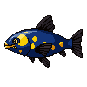 legendarycatch 2943 picasso triggerfish