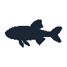 legendarycatch 2448 coelacanth sil