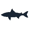 legendarycatch 2581 cobia sil