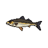 legendarycatch 2860 amberjack