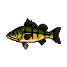 legendarycatch 2864 peacock bass
