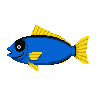 legendarycatch 2865 blue tang