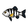 legendarycatch 2873 convict cichlid