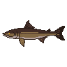legendarycatch 2911 cobia