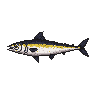 legendarycatch 2916 spanish mackerel