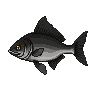 legendarycatch 2918 black drum