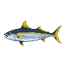 legendarycatch 2935 yellowtail snapper