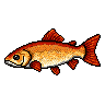 legendarycatch 2969 common carp